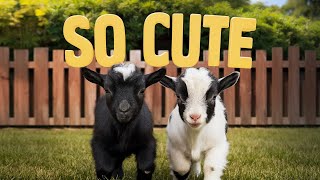 Adorable Baby Goats Playing – You Wont Be Able to Resist [upl. by Ayaj]