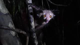 An encounter with an Aye Aye Daubentonia madagascariensis [upl. by Malsi]