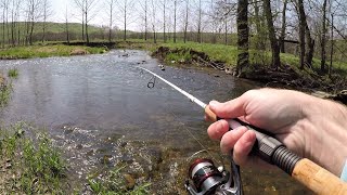 Small Creek TROUT Fishing with Spinners Rainbow amp Brown Trout [upl. by Nancey394]