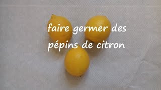 Germer des pépins de citron [upl. by Astrid]