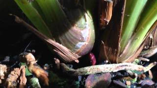 EASY CYMBIDIUM ORCHID CARE  How to induce spikes and rebloom Cymbidium Orchids [upl. by Eniamsaj44]