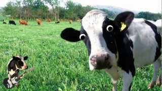 Im a Cow Song [upl. by Emanuel]