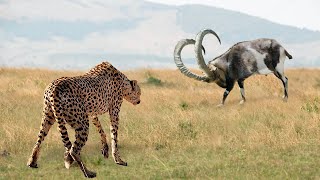 ¡Este Leopardo De Las Nieves Se Metió Con La Cabra Equivocado [upl. by Aibara]