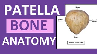 Patella Anatomy  Patella Kneecap Bone Review [upl. by Las209]