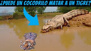 ¿Puede un cocodrilo matar a un tigre [upl. by Kohn]