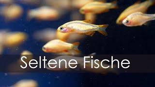 Nur 150 Fische für ganz Deutschland  Unsere FischRaritäten  MiniUnboxing  AquadoZoo Dortmund [upl. by Aissilem21]