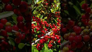 Yaupon Holly Natures Native American Tea Plant shorts holly garden PlantsWorld [upl. by Froh]