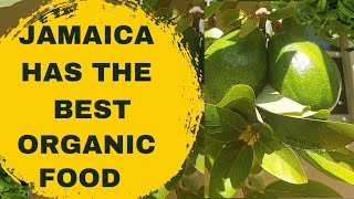 JAMAICA HAS THE BEST ORGANIC FOOD food organicfarming jamaicafood jamaica amsr cooking [upl. by Larimore]