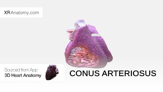 Conus arteriosus [upl. by Bergmans7]