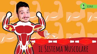 IL SISTEMA MUSCOLARE  Le scienze spiegate ai bambini di scuola primaria [upl. by Ater255]