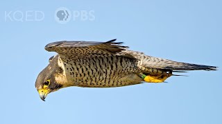 Heres Why Peregrine Falcons Are the Top Guns of the Sky  Deep Look [upl. by Abisia]