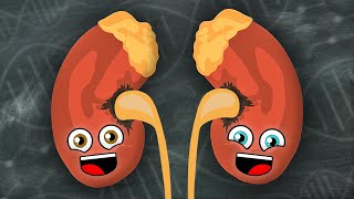 We Are Your Kidneys  KLT Anatomy [upl. by Eisenhart]