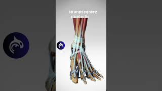 The Incredible Structure of your Foot  3D Animation anatomy [upl. by Ocisnarf]