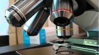 How To Use a Compound Light Microscope Biology Lab Tutorial [upl. by Rettke]