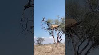 Hungry hunting lioness of samburu foryou viralvideo trendingshorts indiaviralshortrussiachina [upl. by Annelak]