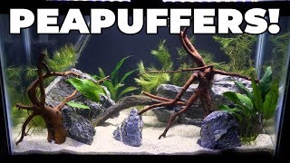 Aquascaping My New 10 Gallon Pea Puffer Tank [upl. by Reeves816]