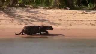 Amazing Jaguar hunting Capibara in Brazil  Jaguar cazando a Capibara [upl. by Tova]