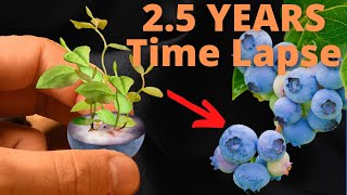 Growing Blueberries from Seeds to BERRIES Time Lapse [upl. by Tnecnev206]