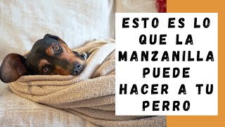 ESTO es lo que puede hacer la Manzanilla en tu Perro OJO [upl. by Savill]