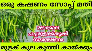 തുടക്കക്കാർക്ക് ഏറ്റവും നല്ല എളുപ്പവഴി  Chilli plant growing tips  Pachamulak krishi malayalam [upl. by Ledba913]