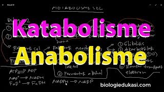 Metabolisme Sel Katabolisme dan Anabolisme [upl. by Dena682]