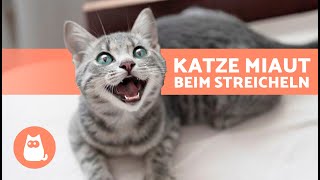 Warum MIAUT meine KATZE wenn ich sie STREICHLE 🐱🔊👋🏻 Was es über eure Beziehung aussagt [upl. by Inimod]