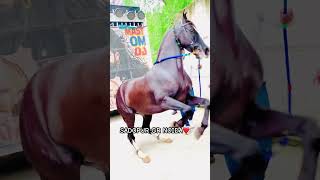 reels horselover horesdance dancesong youtube subscribe shortsvideo shortsviral dancevideo [upl. by Aven]