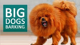 BIG DOGS BARKING Sound Effect HD [upl. by Angell202]