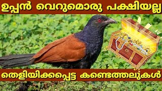 Uppan Unknown facts  UPPAN  CHEMBOTHU  CHAKORAM CROW PHEASANT LUCKY BIRD ഉപ്പൻ  ചെമ്പോത്ചകോരം [upl. by Lerud]