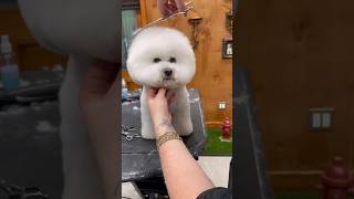 HUUUGE Bichon Frise face transformation 😱 bichonfrise doggroomingtips jessronagrooming [upl. by Acihsay]