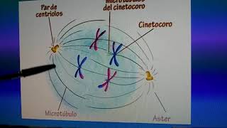 Prof Laura Broncini  Huso acromático Mitosis [upl. by Salocin]