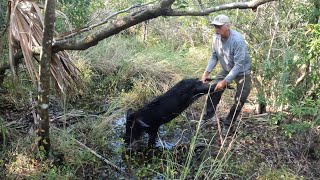 Successful Wild Hog Hunt With Yeller Dog [upl. by Enisaj]