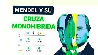 1 Introducción a la genética mendeliana conceptos básicos y cruza monohíbrida [upl. by Aisyle]