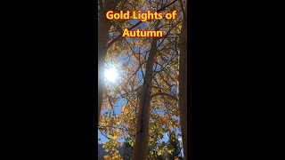 GOLD Lights of Autum 🍂 Quaking Aspens [upl. by Taimi]