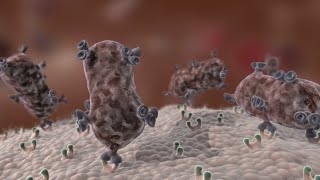 Antibody Immune Response shorts [upl. by Herries252]