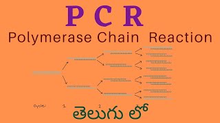 PCR Polymerase Chain Reaction తెలుగు లో [upl. by Gibbon]