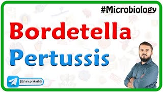 Bordetella pertussis  Microbiology [upl. by Fleck]