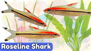 Roseline Shark Care From Novice to Pro Sahyadria denisonii [upl. by Tahp]