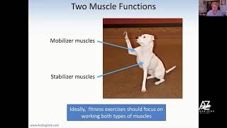 Mobilizer vs Stabilizer Muscles [upl. by Sitoel]