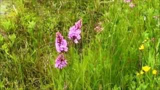 JUNE 16TH 2015 DACTYLORHIZA PART 1 [upl. by Auria280]