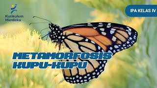 Metamorfosis KupuKupu [upl. by Goulette]