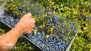 Farm Handpicks 2000 Pounds Of Blueberries A Day  Food Insider [upl. by Letha298]