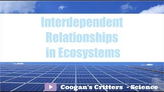 Interdependent Relationships in Ecosystems  Middle School Science [upl. by Vallonia671]