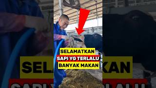 Cara efektif Mencegah Penumpukan Gas Pada Perut Sapi‼️ [upl. by Nael]