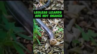 Legless Lizards Are Not Snakes shorts [upl. by Daub]