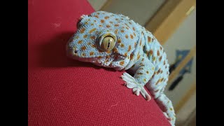 Feeding Tokay Geckos トッケイヤモリの餌やり [upl. by Brita675]