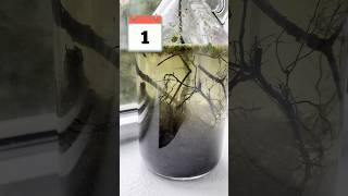 Inside my Self Sustaining Ecosystem Jar Update 🐛🐛 shorts fishtank ecosystem [upl. by Alvarez551]