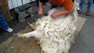 Shearing a Wensleydale ewe at Black Sheep Gathering [upl. by Chaiken]