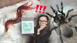 HIGHLY VENOMOUS Giant Purple CENTIPEDE amp Angriii Trapdoor Spiders UNBOXING its NOT what I expected [upl. by Feer]