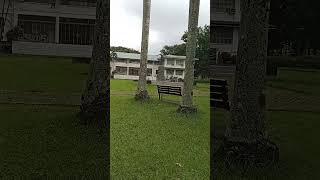 UP Oblation oblation universityofthephilippines UP shortvideo shorts viralshorts [upl. by Uball]